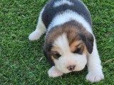 5 chiots Beagle à réserver LOF de mai 2026