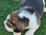 5 chiots Beagle à réserver LOF de mai 2026