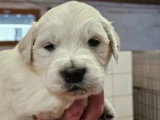 5 chiots femelles Golden Retriever LOF nés en avril 2026 à vendre