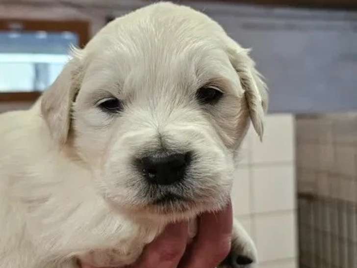 5 chiots femelles Golden Retriever LOF nés en avril 2026 à vendre