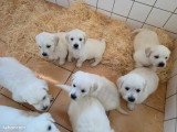 5 chiots femelles Golden Retriever LOF nés en avril 2026 à vendre