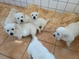 5 chiots femelles Golden Retriever LOF nés en avril 2026 à vendre