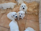 5 chiots femelles Golden Retriever LOF nés en avril 2026 à vendre