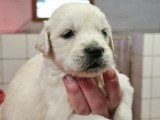 5 chiots femelles Golden Retriever LOF nés en avril 2026 à vendre