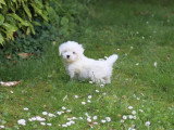 2 chiots Bichon Maltais non LOF nés en mars 2026 à vendre