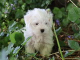 2 chiots Bichon Maltais non LOF nés en mars 2026 à vendre