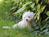 2 chiots Bichon Maltais non LOF nés en mars 2026 à vendre