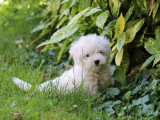 2 chiots Bichon Maltais non LOF nés en mars 2026 à vendre