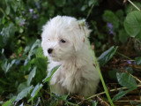 2 chiots Bichon Maltais non LOF nés en mars 2026 à vendre