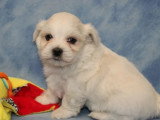 Chiot Bichon Maltais mâle à vendre non LOF né avril 2026