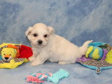 Chiot Bichon Maltais mâle à vendre non LOF né avril 2026