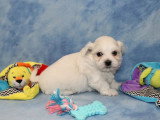 Chiot Bichon Maltais mâle à vendre non LOF né avril 2026