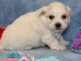Chiot Bichon Maltais mâle à vendre non LOF né avril 2026