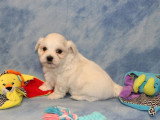 Chiot Bichon Maltais mâle à vendre non LOF né avril 2026