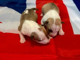 5 chiots Bull Terrier Miniature LOF nés en mai 2026 à réserver