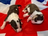 5 chiots Bull Terrier Miniature LOF nés en mai 2026 à réserver