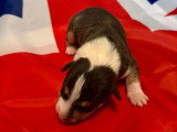 5 chiots Bull Terrier Miniature LOF nés en mai 2026 à réserver