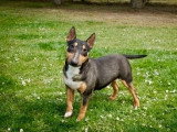 5 chiots Bull Terrier Miniature LOF nés en mai 2026 à réserver