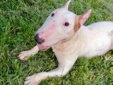 5 chiots Bull Terrier Miniature LOF nés en mai 2026 à réserver