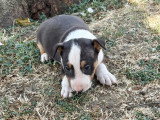 Mâle tricolore