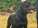 Étalon Rottweiler LOF  de novembre 2022 pour saillie