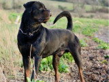 Étalon Rottweiler LOF de novembre 2022 pour saillie