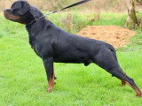 Étalon Rottweiler LOF de novembre 2022 pour saillie