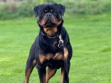 Saillie disponible avec étalon Rottweiler mâle LOF de 2024