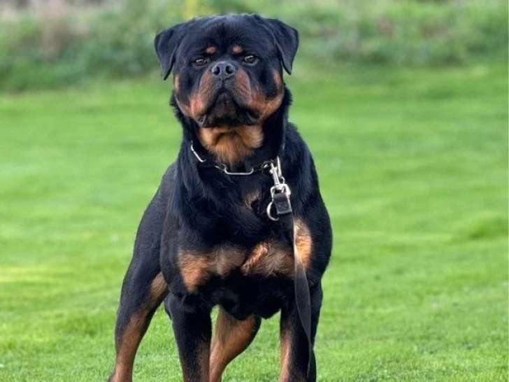 Saillie disponible avec étalon Rottweiler mâle LOF de 2024