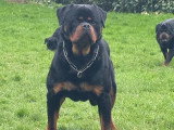 Saillie disponible avec étalon Rottweiler mâle LOF de 2024