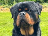 Saillie disponible avec étalon Rottweiler mâle LOF de 2024