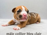 4 chiots American Bully non LOF nés en mai 2026 à réserver