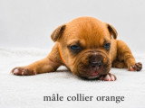 4 chiots American Bully non LOF nés en mai 2026 à réserver