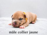 4 chiots American Bully non LOF nés en mai 2026 à réserver