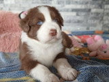 Chiot Berger Australien de parents LOF et testés à vendre