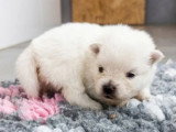4 chiots Spitz non LOF nés en mai 2026 à réserver
