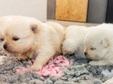 4 chiots Spitz non LOF nés en mai 2026 à réserver