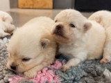 4 chiots Spitz non LOF nés en mai 2026 à réserver