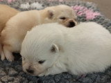 4 chiots Spitz non LOF nés en mai 2026 à réserver
