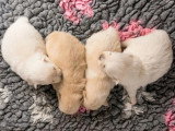 4 chiots Spitz non LOF nés en mai 2026 à réserver
