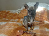 Cherche mâle Chihuahua pour saillie