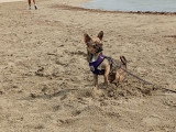 Cherche mâle Chihuahua pour saillie