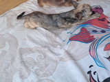 Cherche mâle Chihuahua pour saillie