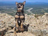 Mâle Chihuahua disponible pour saillie