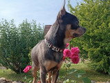 Mâle Chihuahua disponible pour saillie