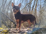 Mâle Chihuahua disponible pour saillie