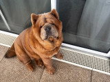 Chien adulte de race Chow Chow mâle à vendre