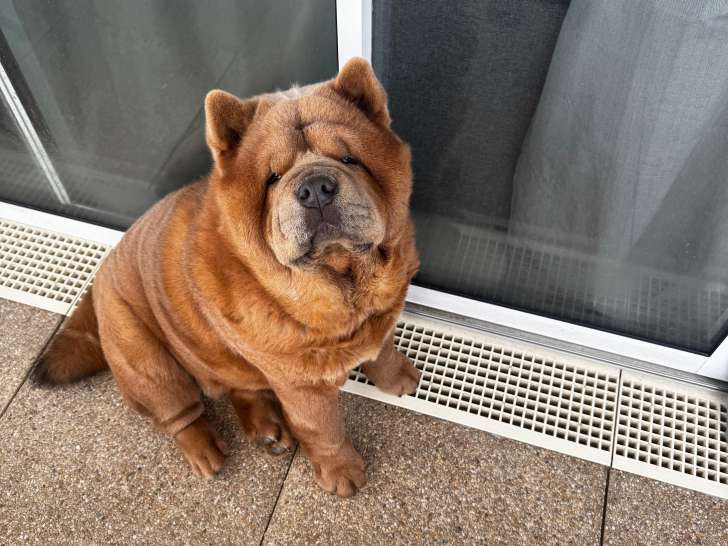 Chien adulte de race Chow Chow mâle à vendre
