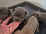 Chiots Bouledogue Français à vendre