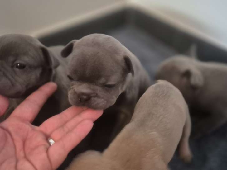 Chiots Bouledogue Français à vendre